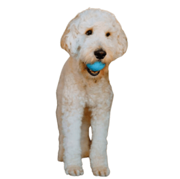 DOG Charlie